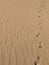 Trace of footprints on the brownish sand