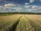 Trace of the track from the tractor in the wheat field. Ripening crop of cereals. Mechanization of agricultural labor. The farm is