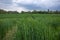 Trace of vehicle tire wheel tread mark on the grass, run through rice grain agricultural field or meadow against cloudy sky.