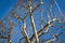 Tracery of leafless branches against a blue sky