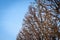 Tracery of leafless branches against a blue sky