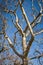 Tracery of leafless branches against a blue sky