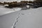 Traces of animals in snow. Deer, moose, wolf, fox, dog, cat paws footprints in the forest