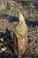 Traces of the beaver`s presence  cut trees by beavers