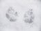 Traces of cat paws in the snow