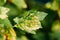 Traces Of Defeat By Leaf Gall Midges On Red Currant Leaves In Summer Sunny Day