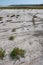 Traces of the hooves of a wild animal on the cracked dry muddy bottom of the Kuyalnik estuary, Ukraine