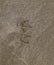Traces of a seagull on the sand by the