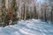 Traces of snowman in the forest. Snowmobile ride. On a snowmobile in the forest. Winter landscape