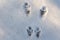 Traces of squirrels/ Paw prints of animals in the winter forest