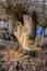 Traces of teeth of beavers on a tree close up against the background of the spring blue river