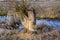 Traces of teeth of beavers on a tree close up against the background of the spring blue river