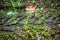 Traces of the tread of transport in the dirt, grass and fallen leaves