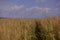 Traces in the wheat field. storm clouds in the plain in the sunset light