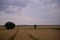 Traces in the wheat field. storm clouds in the plain in the sunset light