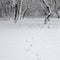 Traces on the white snow that lead to a dark forest covered with snow