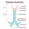 Trachea anatomy. Anterior trachea parts, cartilaginous tube that connects