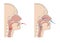 Trachea and esophagus function