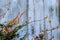Trachelospermum asiaticum in the white wooden background