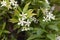 Trachelospermum jasminoides blossom