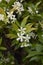 Trachelospermum jasminoides blossom