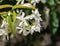 Trachelospermum jasminoides, Common names include confederate jasmine, southern jasmine, star jasmine, confederate jessamine, and