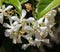 Trachelospermum jasminoides, Common names include confederate jasmine, southern jasmine, star jasmine, confederate jessamine, and