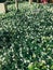 Trachelospermum jasminoides, confederate jasmine, southern jasmine, star jasmine, confederate jessamine,