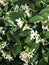 Trachelospermum jasminoides, confederate jasmine, southern jasmine, star jasmine, confederate jessamine,
