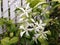 Trachelospermum Jasminoides (Star Jasmine) Plant Blossoming.