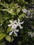 Trachelospermum Jasminoides (Star Jasmine) Plant Blossoming.