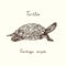 Trachemys scripta elegans red-eared slider, red-eared terrapin, water slider side view, Turtles collection, hand drawn doodle