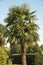 Trachycarpus Fortunei