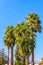 Trachycarpus fortunei Chusan palm or windmill palm against blue sky