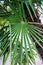 Trachycarpus fortunei palm tree leaf close up weed palm from china