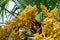 Trachycarpus fortunei. The yellow flower of the Chinese hemp palm