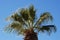 Trachycarpus palm tree against clear blue sky