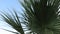 Trachycarpus takil, Kumaon palm tree green leaves against blue sky.