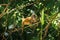 Trachypithecus obscurus, children with golden hairs