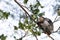 Trachypithecus obscurus and its children with golden hairs