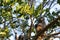 Trachypithecus obscurus and its children with golden hairs