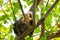 Trachypithecus obscurus Peeping from behind the tree in the Thailand jungle. Female of dusky leaf monkey or spectacled langur with