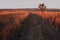 A track in the African bush