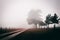 A track along an avenue of trees on a foggy winters day with an atmospheric, moody edit.