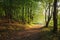 TRACK THROUGH AUTUMNAL FOREST