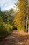 TRACK THROUGH AUTUMNAL FOREST