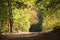 TRACK THROUGH AUTUMNAL FOREST