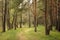 Track in beautiful spring pine trees forest. Peaceful time. Clean environment