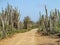 Track with cactii cactus in Bonaire.