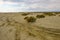 Track in the desert with tyre marks and scrubby growth.